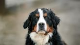 Bernese Mountain Dog Goes from Puppy Mill to Military Service Dog