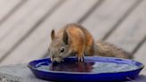 Woman Sets up a ‘Bar’ for Backyard Squirrels Complete With Signature Drinks