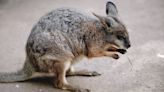 ‘I’m so confused.’ Runaway wallaby causes drivers to do double-takes on New York road