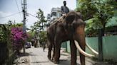 印度南部設AI監控系統 防止大象碰撞火車死亡