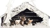 Doggy Daycare Recreates Nativity Scene With Dogs