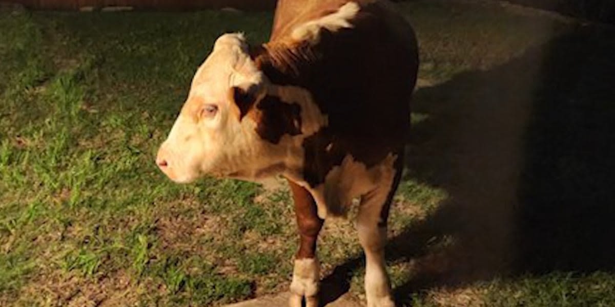 Young bull breaks out in search of bananas at neighbor’s house