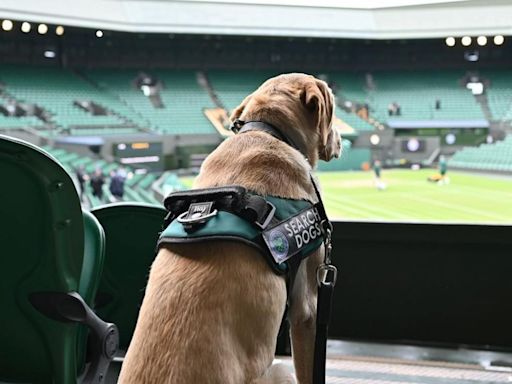 Hawks and Hounds: Inside the weird and wonderful world of Wimbledon's working animals