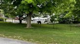Black bear passes through Burrillville neighborhood