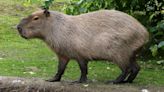 Capybaras coming soon to African Safari Wildlife Park in Port Clinton