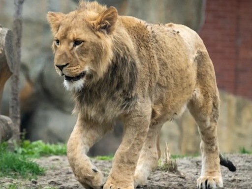 CBS Introduces Africa’s Most ‘Resilient’ Lion Who’s Used Most of His ‘9 Lives'