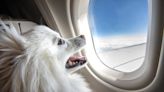 Dog can't get enough of window views during first flight, melts hearts