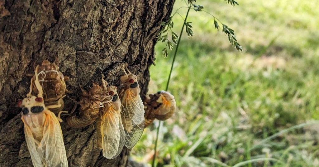 EIU entomologist studying cicadas during massive emergence in Charleston