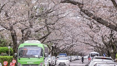 為明年賞櫻提前準備！釜山自由行推薦「南川洞櫻花路」旅遊攻略