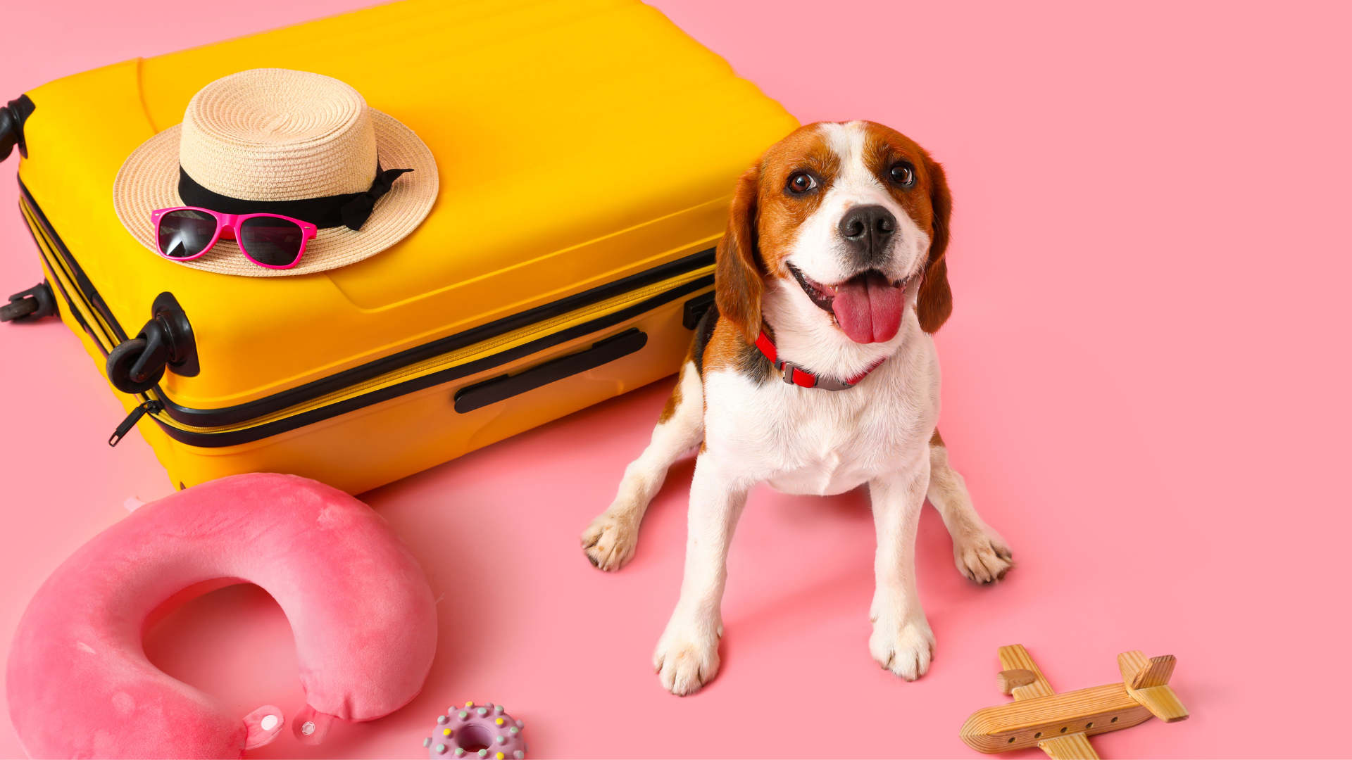 Best U.S. cities to travel to with your dog