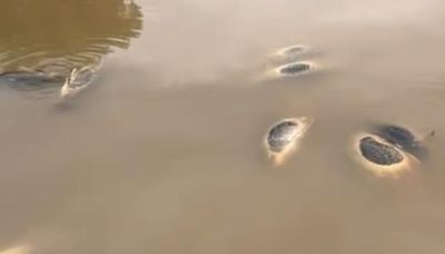 Contaminación Química y Muerte de Peces en el Río Yaqui