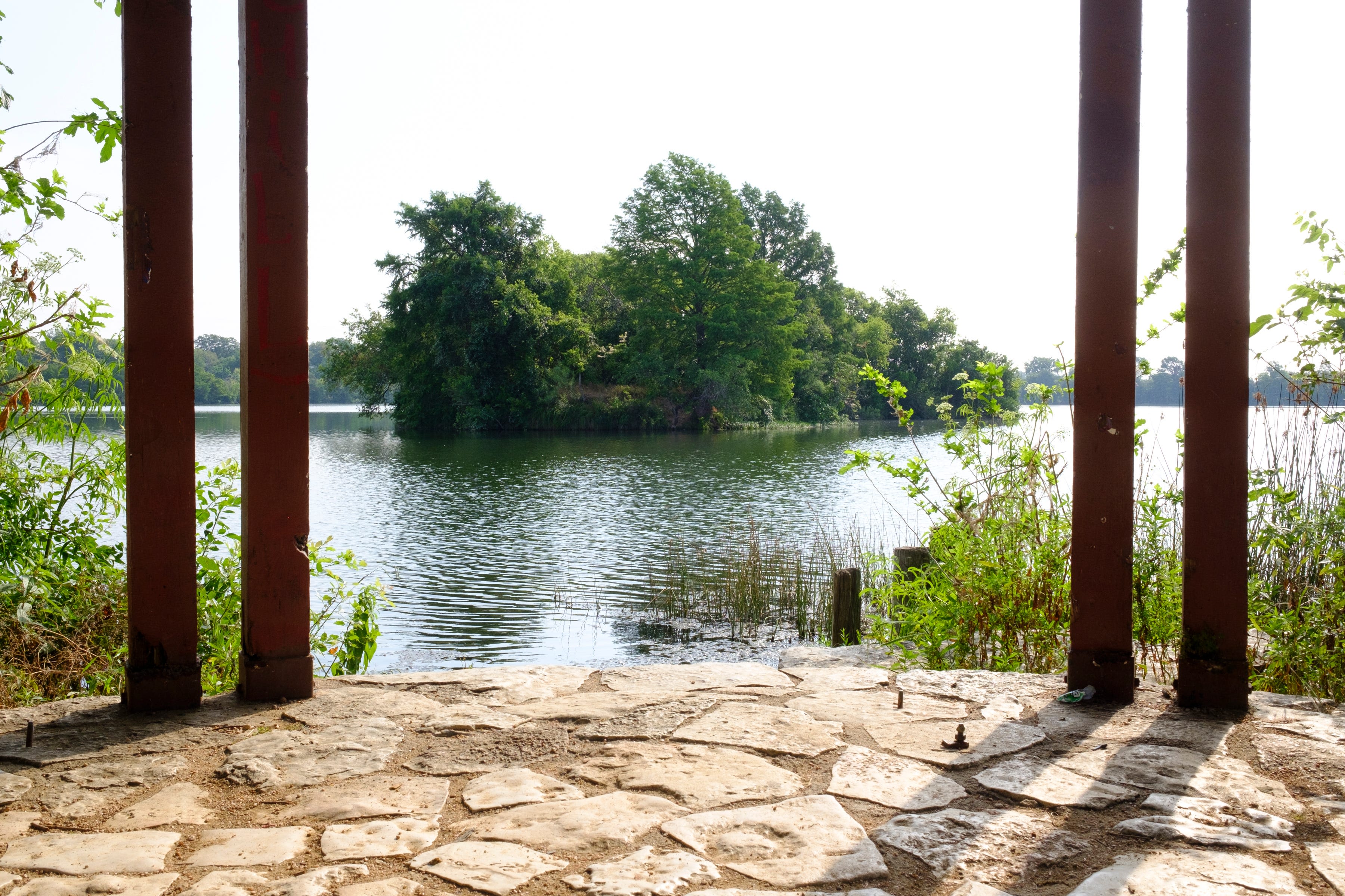 There are gators in Lady Bird Lake? 6 cool facts about wildlife on Austin's urban trail