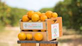 La naranja de Florida, una seña de identidad en jaque por el enverdecimiento