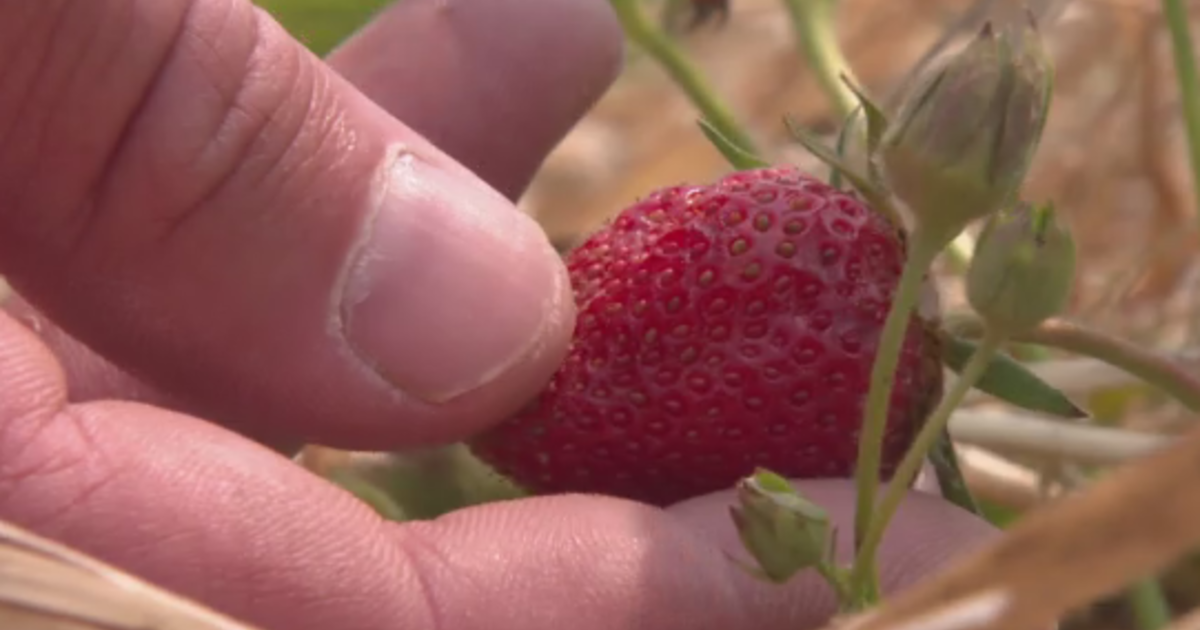 Soergel Orchards announces return of annual Strawberry Festival after canceling last year's event due to lack of rain