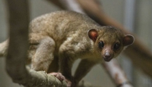 Kinkajou found at Yakima rest stop finds home at Point Defiance Zoo in Tacoma | Fox 11 Tri Cities Fox 41 Yakima