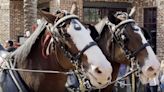 Winn-Dixie hosts the famed Budweiser Clydesdales at select North Florida stores