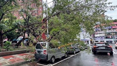 凱米發威！強風勁雨不間斷 板橋公園「路樹砸車」超驚恐