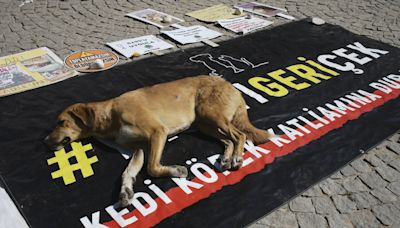 Turkey approves law to remove stray dogs from streets. Opposition vows to fight the 'massacre law'