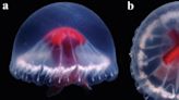 Strange new medusa jellyfish species discovered off Japan is named after St George
