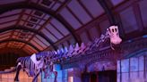 The awe-inspiring titanosaur, one of the biggest dinosaurs that ever lived, goes on display