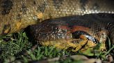 Encuentran la especie de anaconda más grande del mundo en el Amazonas