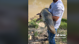Angler snags ‘river monster’ out of Texas waters, scaring TikTok. ‘Those are dinosaurs’