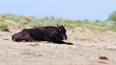 WATCH: Woman Gets Gored By Bull After Ignoring Warnings From Beachgoers | 106.1 FM TALK