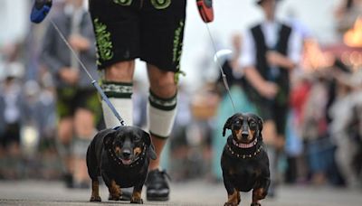 Stay! Germany denies reports of sausage dog ban