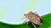 Stink bug control guide: Here's how to remove the smelly insects from your home.