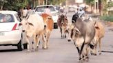 Cow smuggler shot dead while being chased by police in Rajasthan