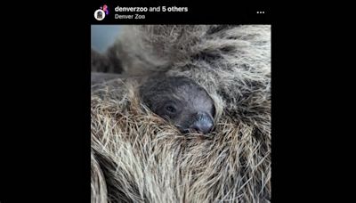 Mama sloth gives birth to ‘tiny bundle’ at Colorado zoo. See the ‘adorable’ newborn