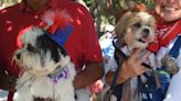 Dogs who met at Freedom Fest 2023 will have puppies | Your Observer