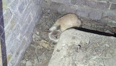 Cat trapped in St Paul’s Cathedral basement rescued by RSPCA