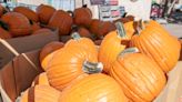 Dive into fall festivities at these popular Pueblo pumpkin patches