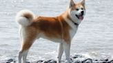 Razas de perros: todo lo que necesitas saber sobre el akita japonés