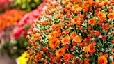 How to Plant and Care for Mums—the Fall Showstoppers That Fill Gardens With Color