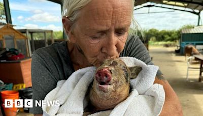 Jaywick fire: Peppa pig recovering after being rescued from 'inferno'