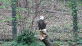 Quincy, one of Maymont’s bald eagles, dies from heart disease