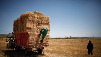 Strategie Grains eleva la cosecha de trigo blando en la UE a 123,5 millones de toneladas