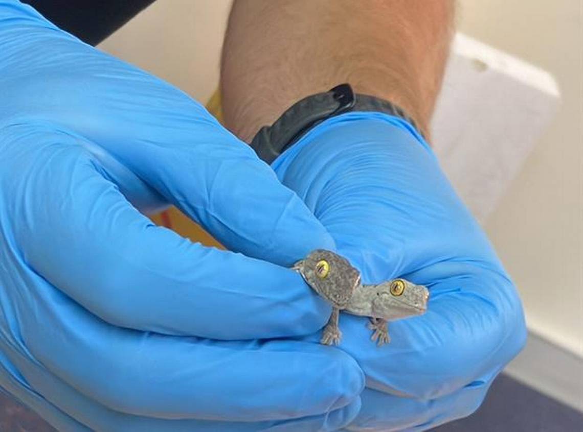 Package of ‘toys’ held three scaly creatures being smuggled out of Australia, cops say