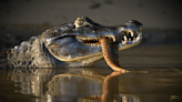 Black Caiman: The Amazon's Apex Predator That Hunts Everything – Even Humans