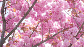 Cherry blossom, the flower that welcomes spring