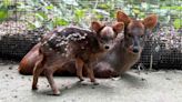 Edinburgh Zoo Welcomes Adorable South American Deer Fawn the Size of a Bread Loaf–(LOOK)