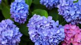 Hortensias : rose, bleu... voici comment les faire changer de couleur en un clin d'œil