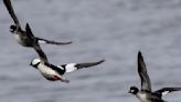 Five things to know about the Mississippi Flyway as spring bird migration begins