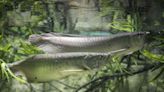 12 Large Fish for Freshwater Aquariums