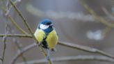 Birdwatching can help students improve mental health, reduce distress