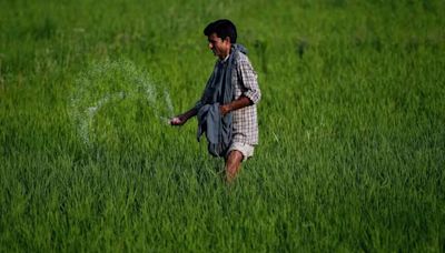 Fertiliser stocks surge up to 13% a day before Budget on hope of rural focus