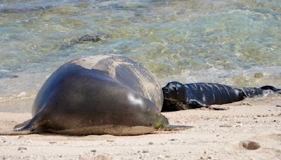 Dog attack suspected in Hawaiian monk seal pup death