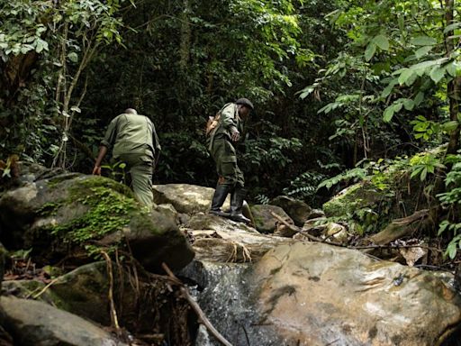 Sierra Leone wilderness rangers battle illegal miners in fight against deforestation